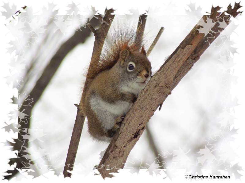 Red squirrel