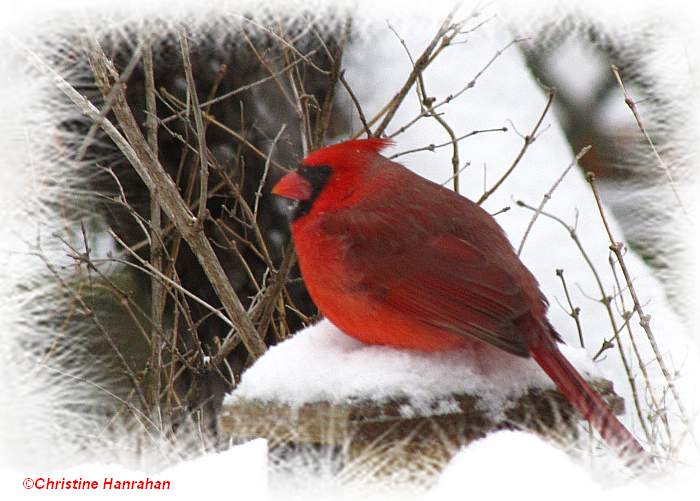 Northern cardinal, male