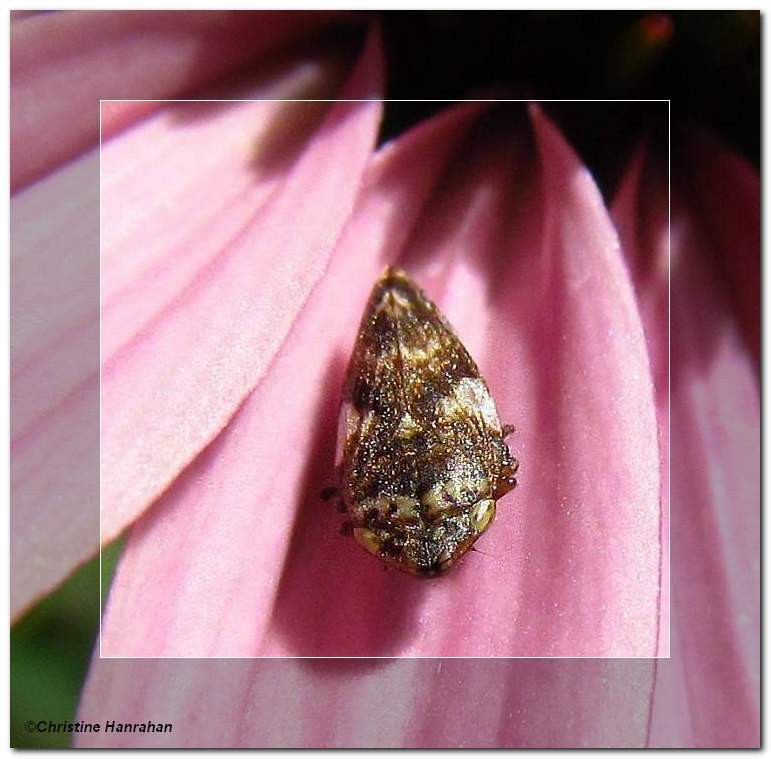 Spittlebug on coneflower
