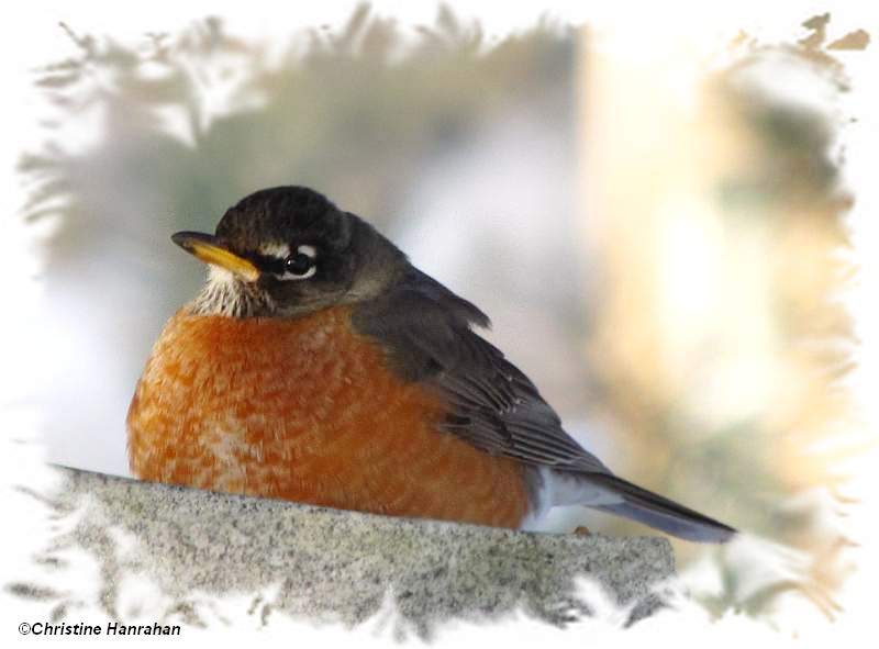 American robin on a very cold day