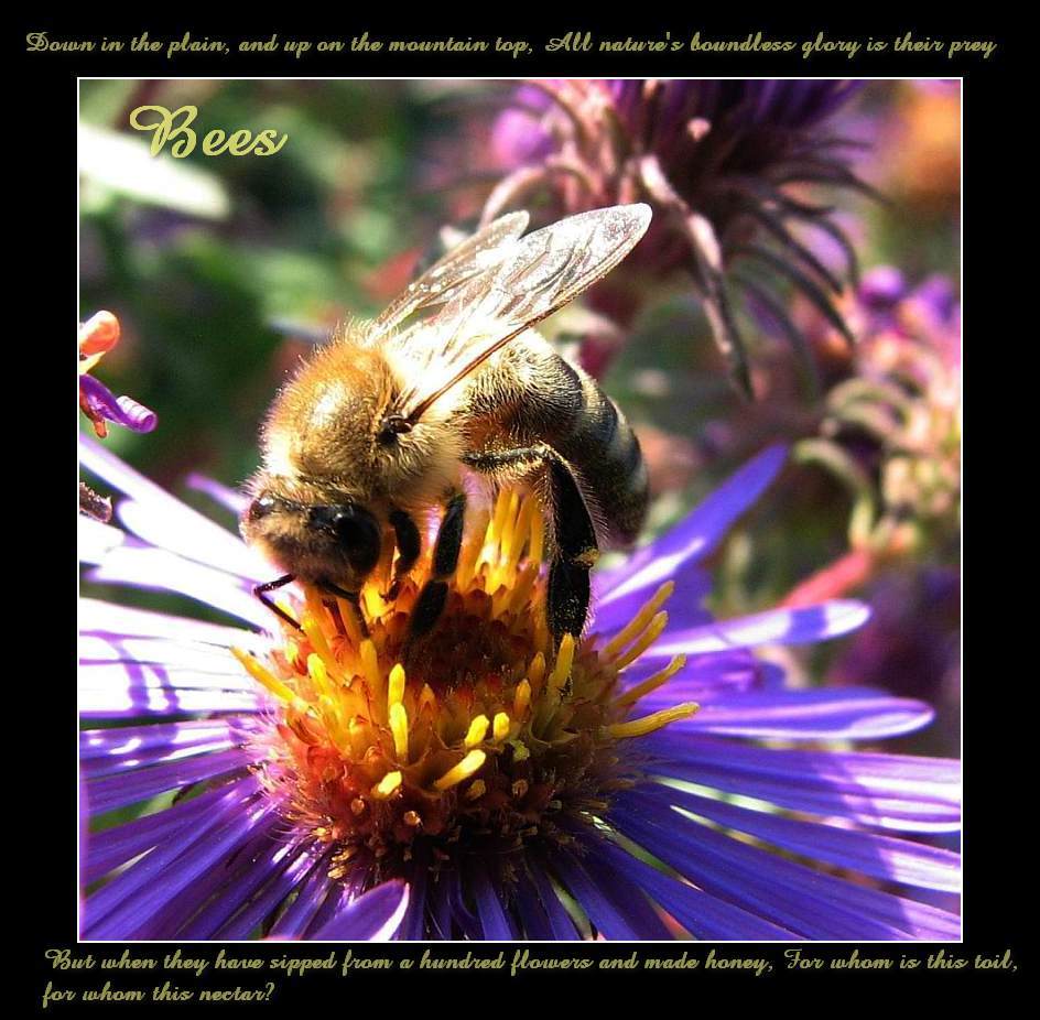 Honey bee