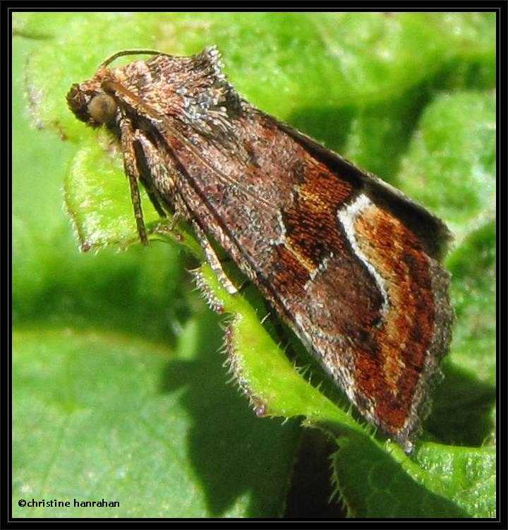 Bog deltote moth (Deltote bellicula) #9046