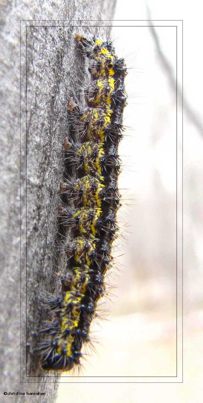 Lecontes Haploa (<em>Haploa lecontei</em>) caterpillar, #8111