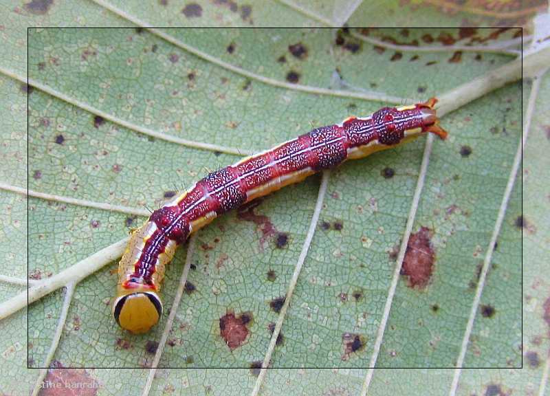 Prominent caterpillar species (Lochmaeus) 