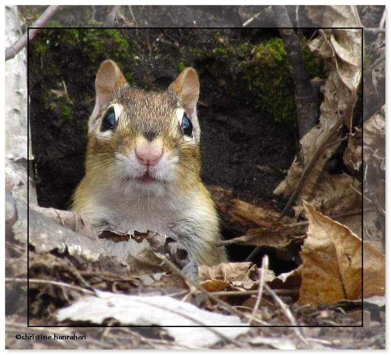 Chipmunk