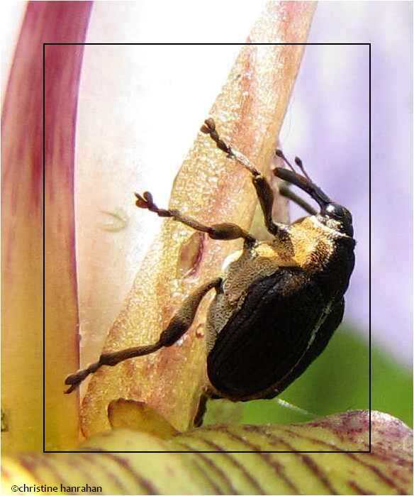 Iris Weevil (Mononychus vulpeculus) on iris
