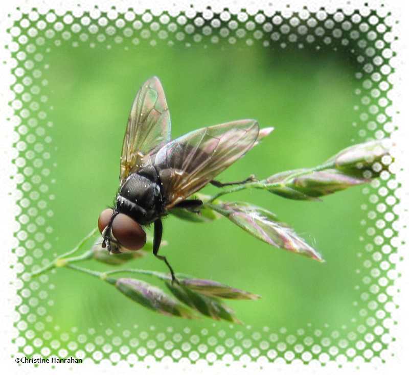 Parasitic fly (Tachinid sp.)