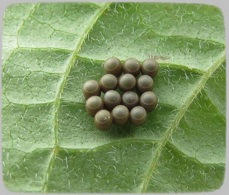 Stinkbug eggs (Pentatomid sp.)
