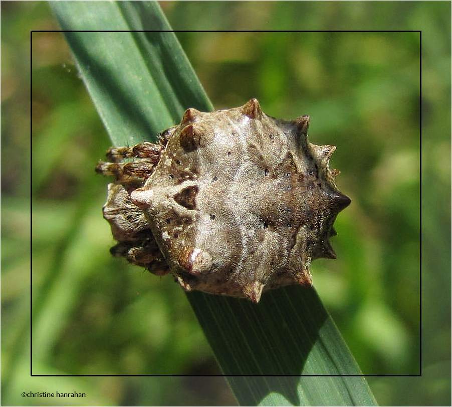 Star-bellied orbweaver (<em>Acanthepeira stellata</em>), female