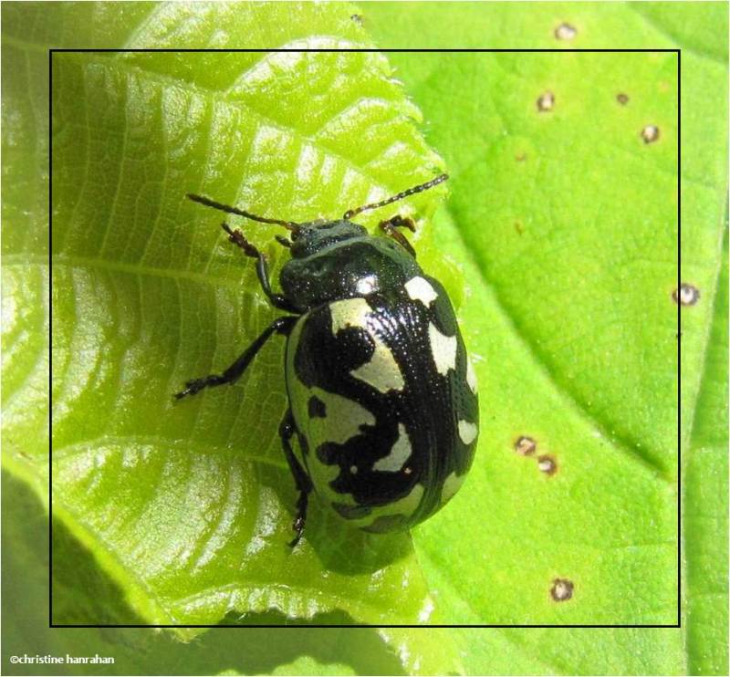 Calligrapha beetle (Calligrapha pnirsa)
