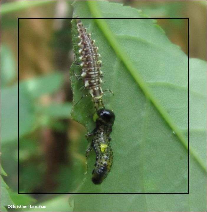 Green lacewing larva  (Chrysoperla) with rose sawfly (Arge ochropus)