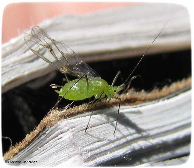 Aphid 