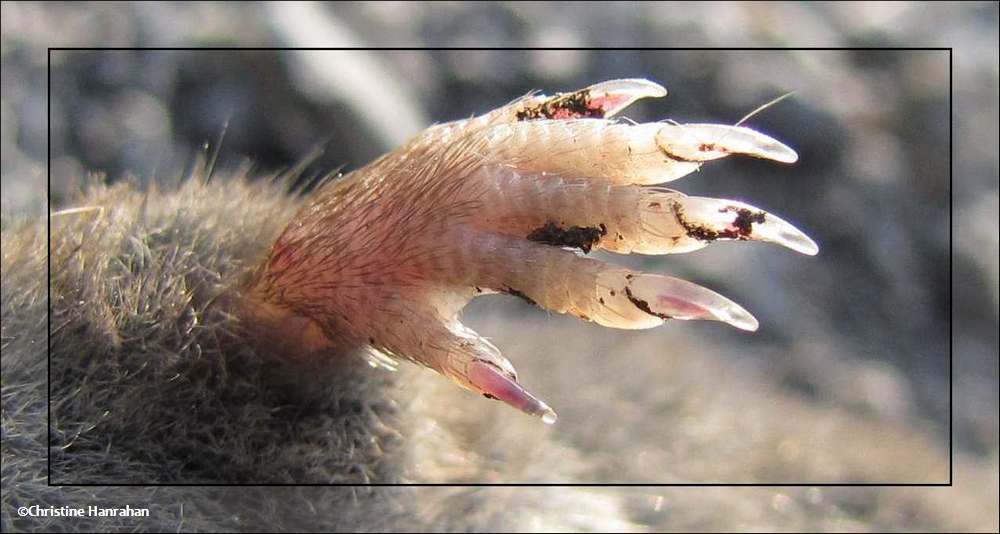 Short-tailed shrew paw  (<em>Blarina brevicauda</em>)
