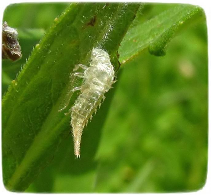 Shed skin (exuviae) of an Acutalis brunnea treehopper