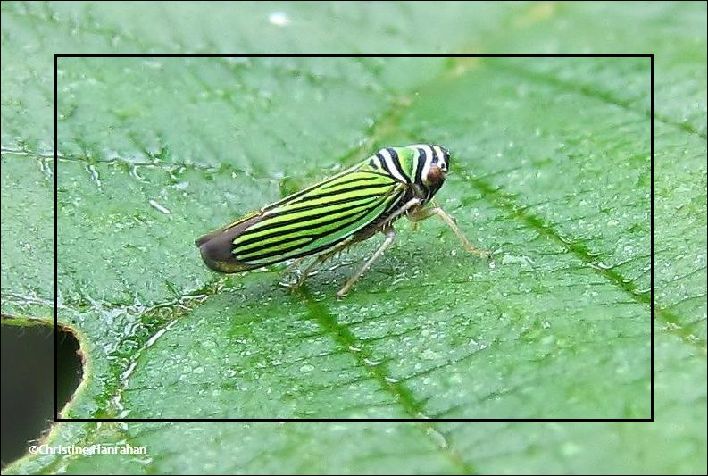 Leafhopper (Tylozygus bifidus)