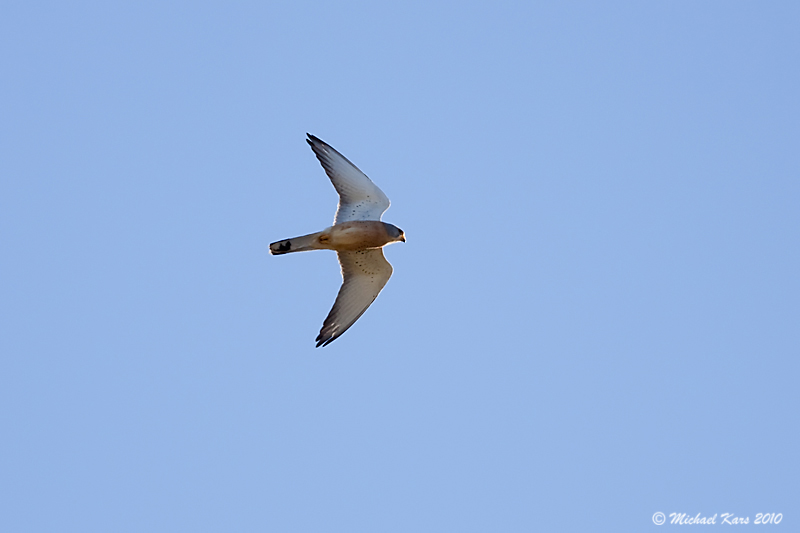 Little Kestrel - Kleine Torenvalk 