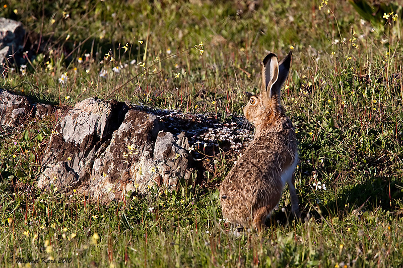  Iberian Hare - Iberische Haas
