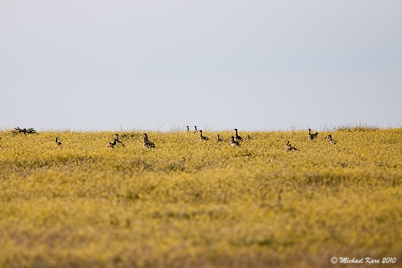 Little Bustard - Kleine Trap 