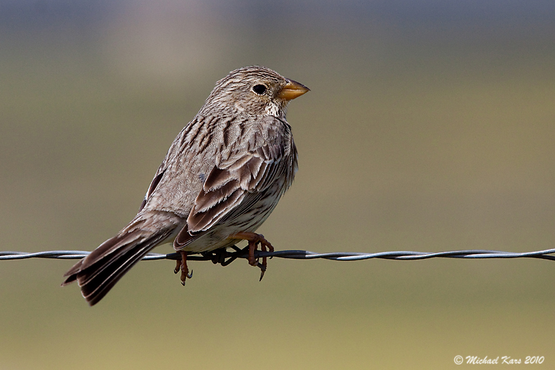 Corn Bunting - Grauwe Gors 