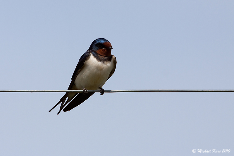 Barn Swallow - Boerenzwaluw 