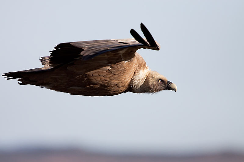 Griffon Vulture - Vale Gier   