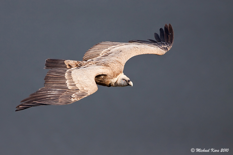 Griffon Vulture - Vale Gier   