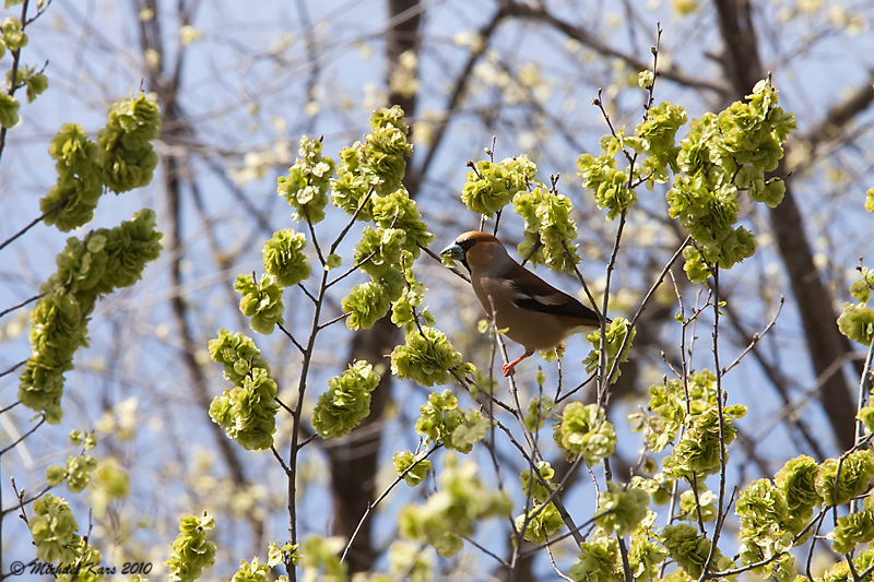 Hawfinch - Appelvink 