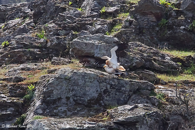 Egyptian Vulture - Aasgier 