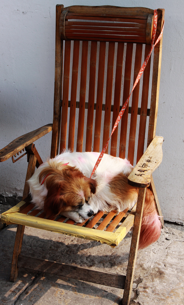 smart dog