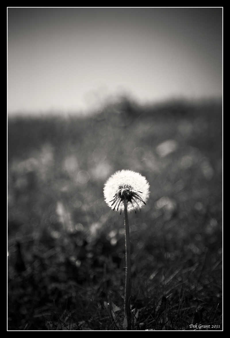 just dandy