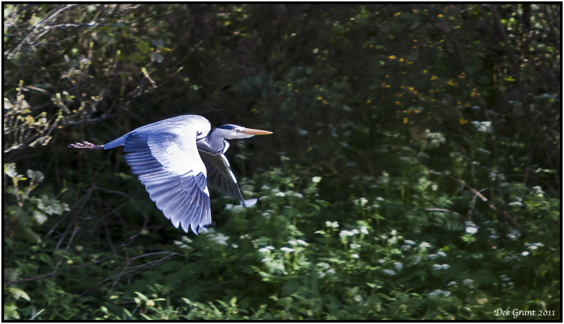 Grey Heron