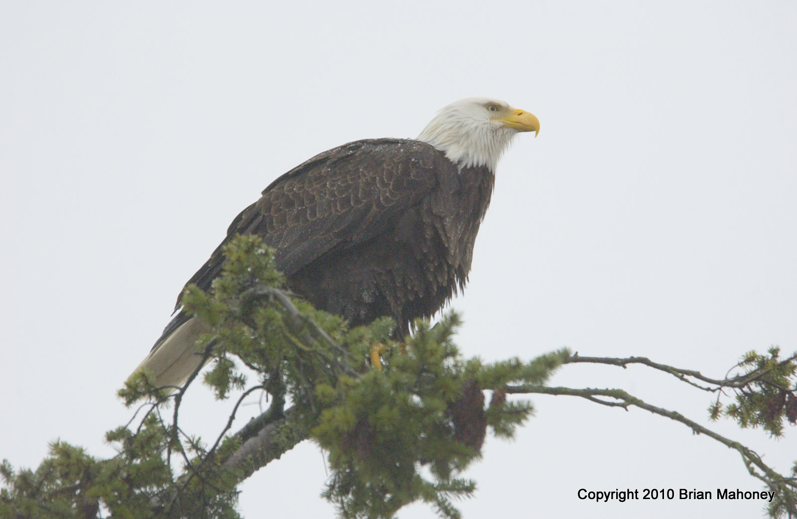 eagle bb tree 2 flash 070.jpg