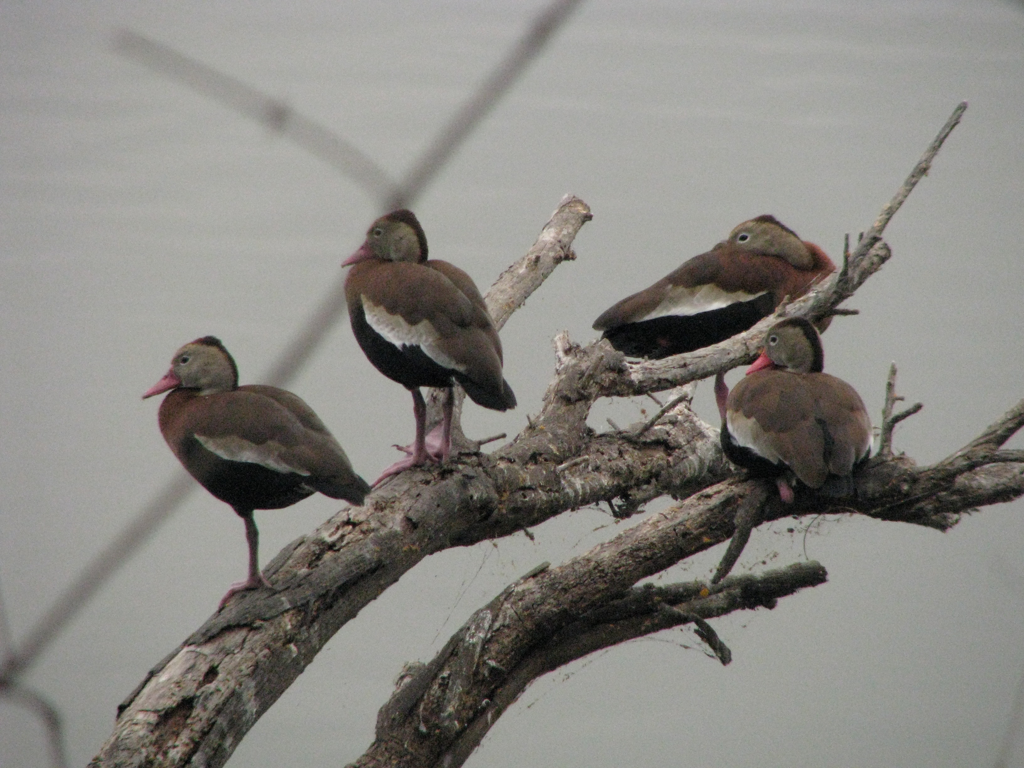 Black -bellied Whistling Ducks