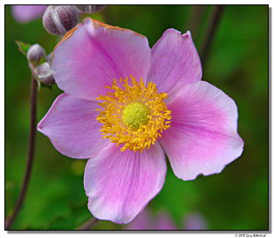 flower-6641-sm.JPG
