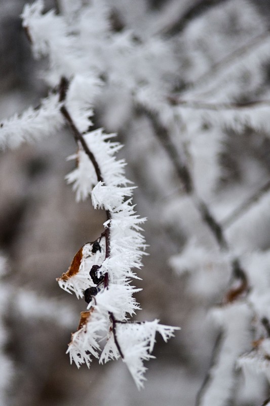Winter Wonderland