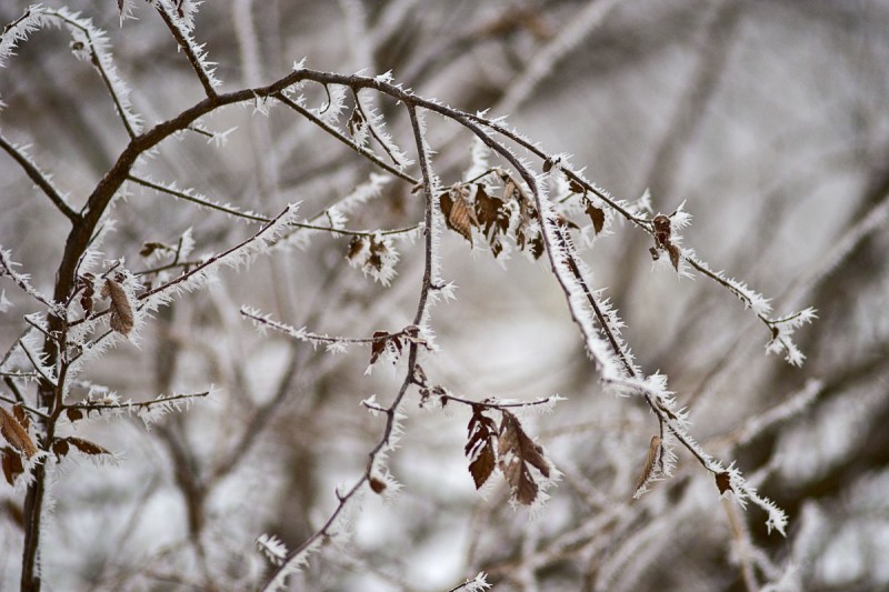 Winter Wonderland