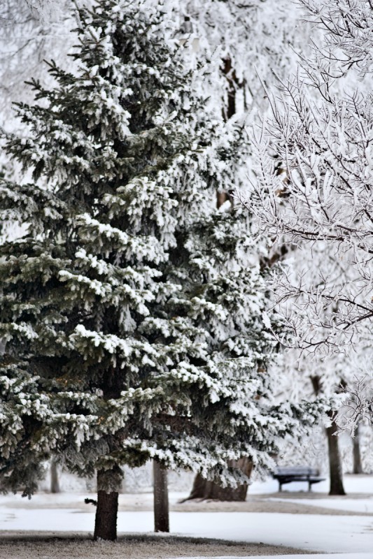 Winter Wonderland