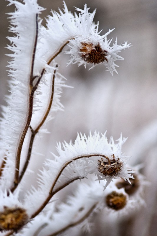 Winter Wonderland
