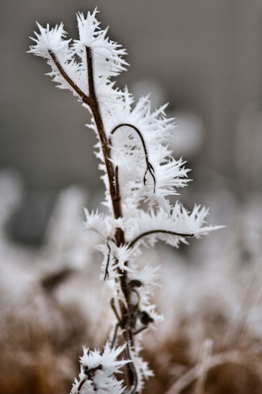 Winter Wonderland