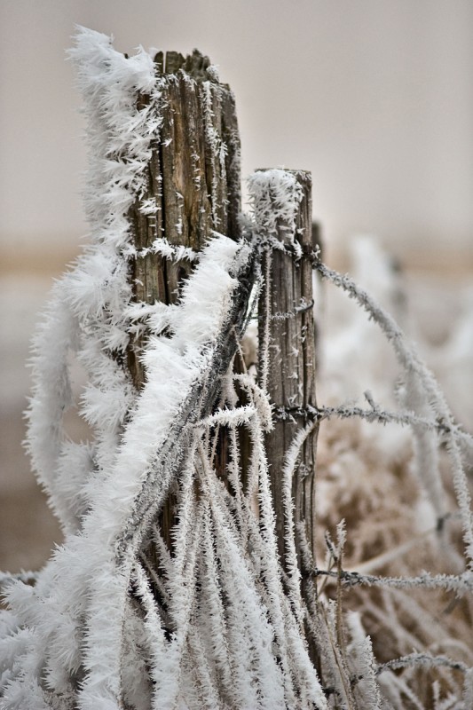 Winter Wonderland