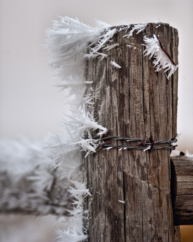 Winter Wonderland