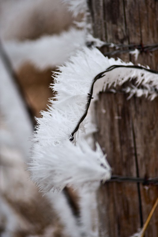 Winter Wonderland