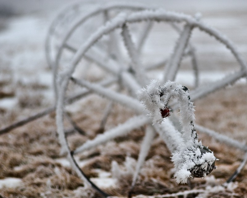 Winter Wonderland