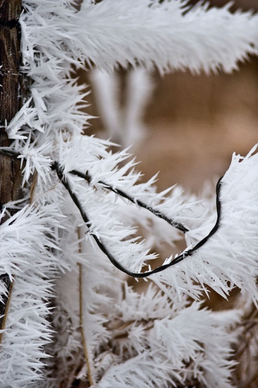 Winter Wonderland
