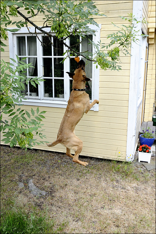 ngla jumping