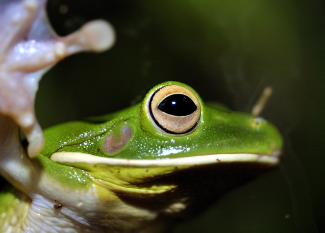 Tree frog