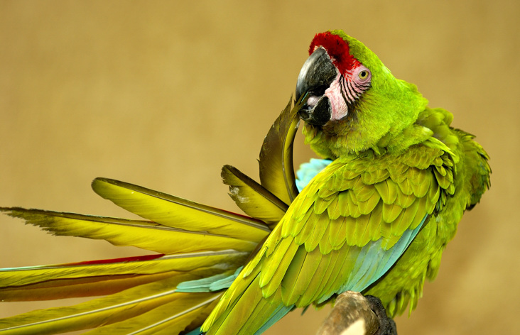 Parrot