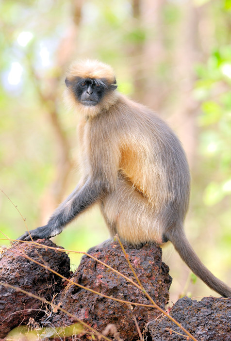 Black-Footed Gray Langur (Semnopithecus hypoleucos) 