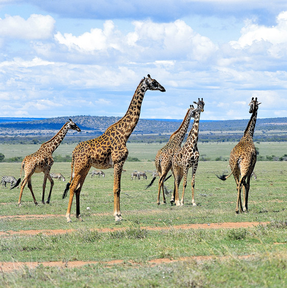 The Northern Giraffe (Giraffa camelopardalis)