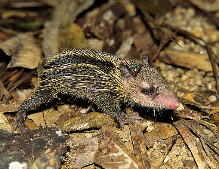 Tenrec (Tenrec ecaudatus)